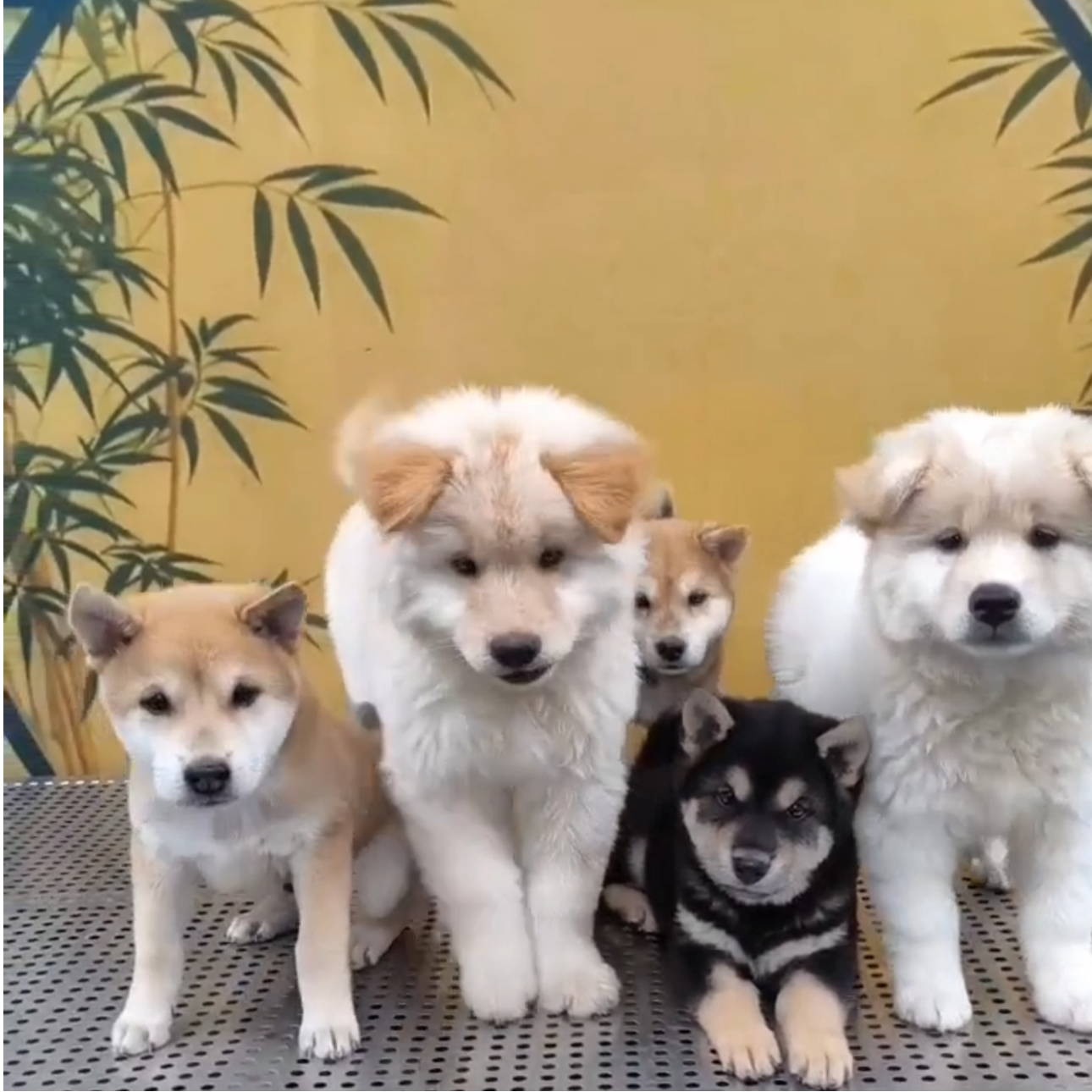 十犬九美专属中华田园犬精品土松土猎犬