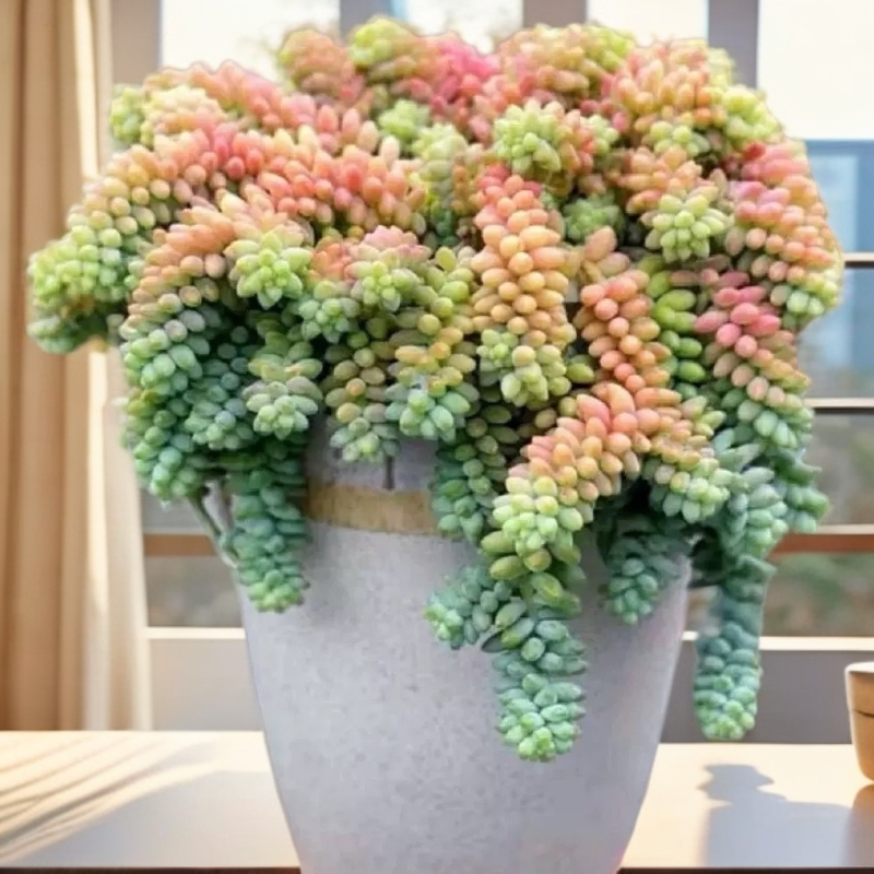  三岁家  大玉坠 【带盆土】 盆栽植物  新手上盆好养漂亮