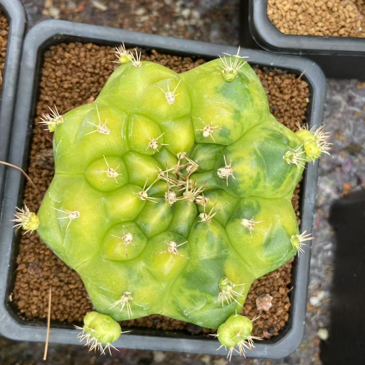 瓦格纹路米哈绿巨人防辐射肉肉植物室内多肉花卉盆栽