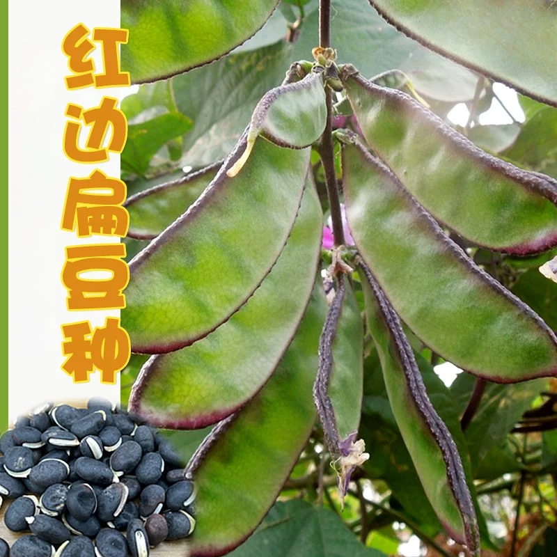 （全店满5元包邮）红边扁豆角种子四季扁眉豆角种籽春秋（10粒）