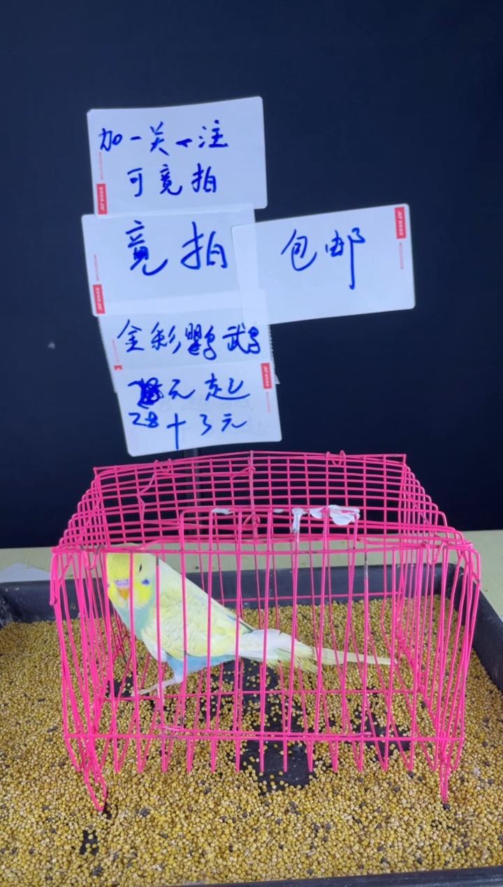 虎皮鹦鹉特色虎皮