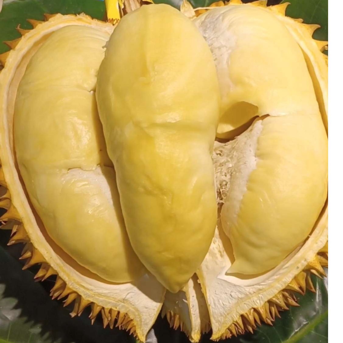 新鲜榴莲金枕榴莲A级果3~6斤核小核大肉厚同城配送榴莲同城送榴莲金枕泰国越南
