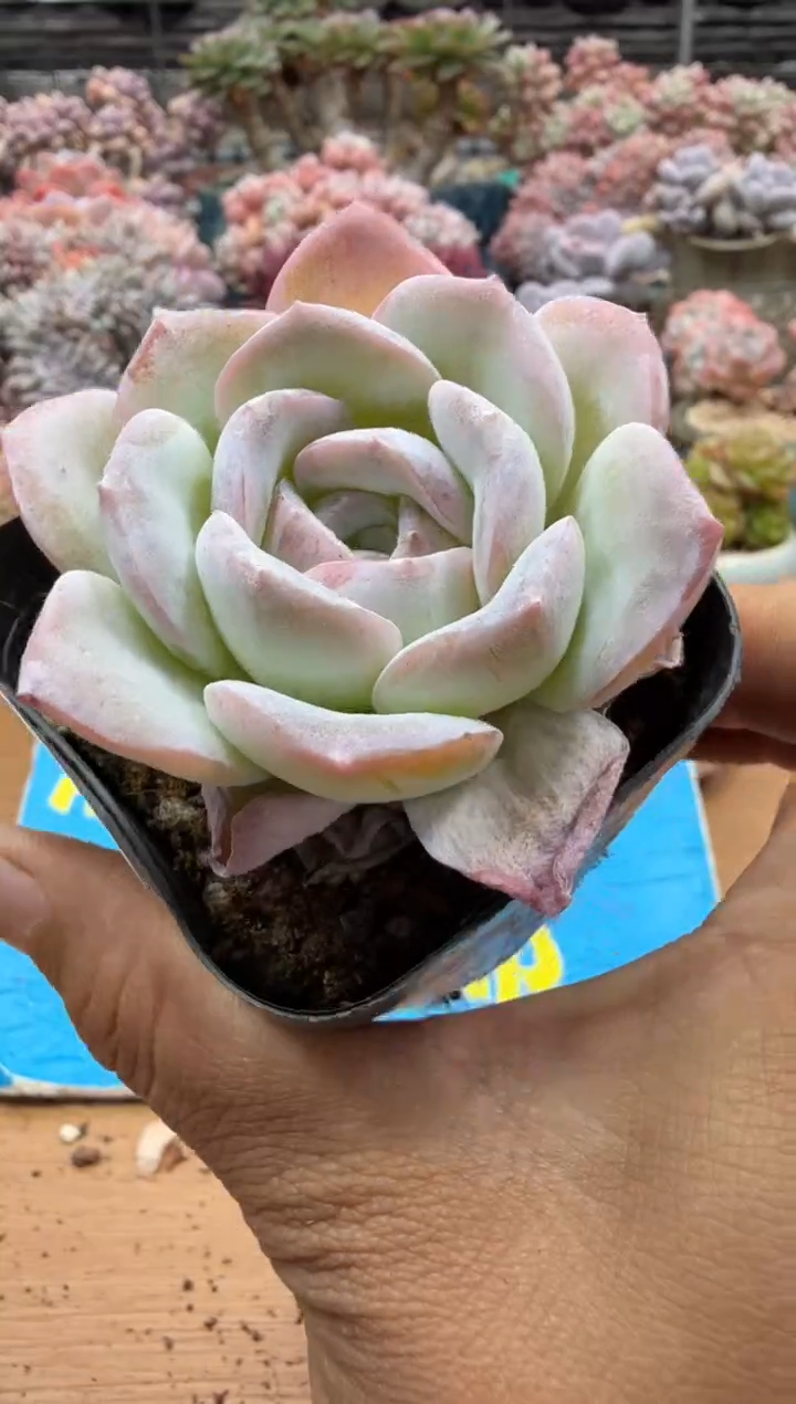 东云多肉园二店-391