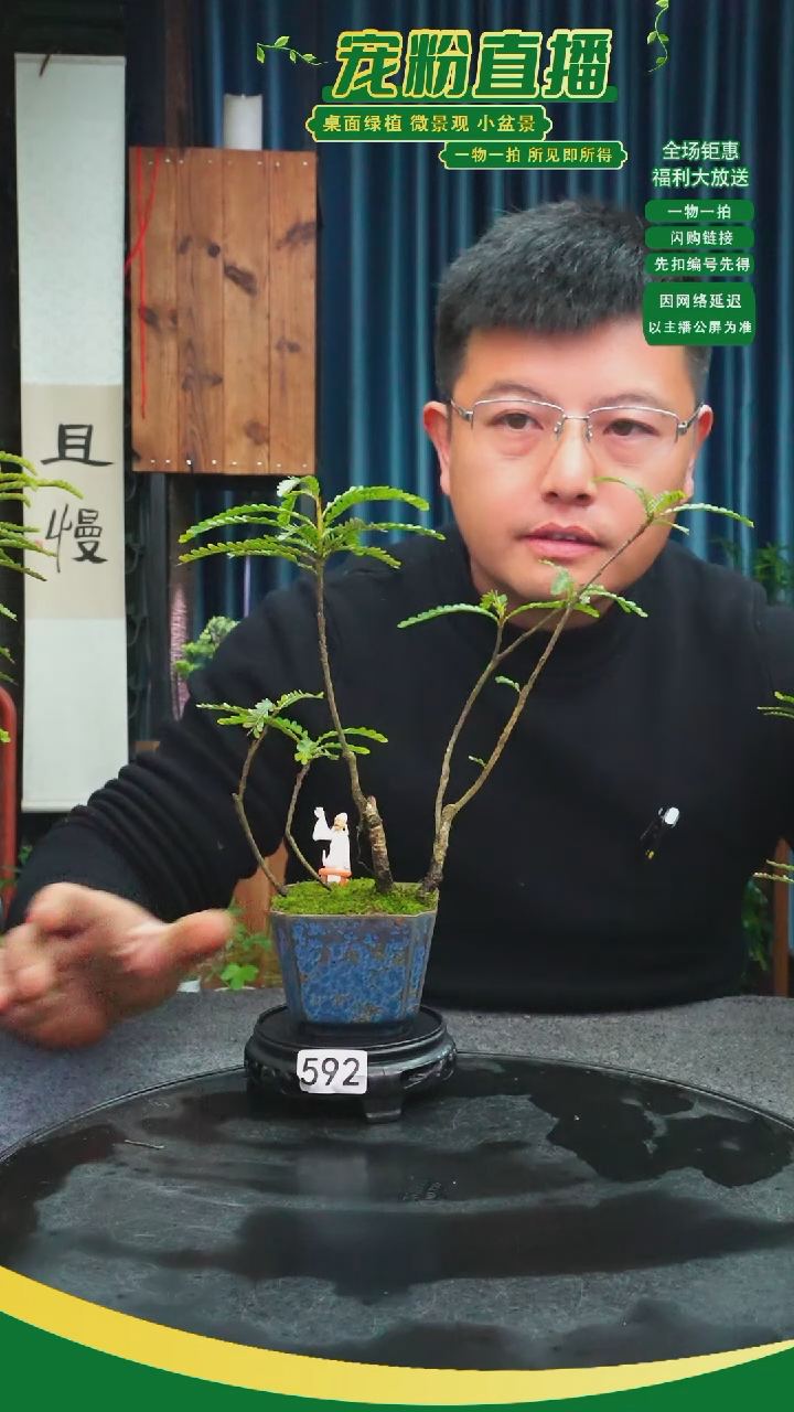 无花朵?***?苔藓微景观592号