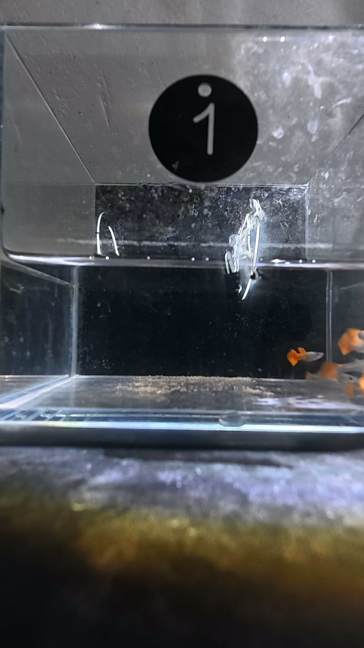 孔雀鱼1号两单包邮