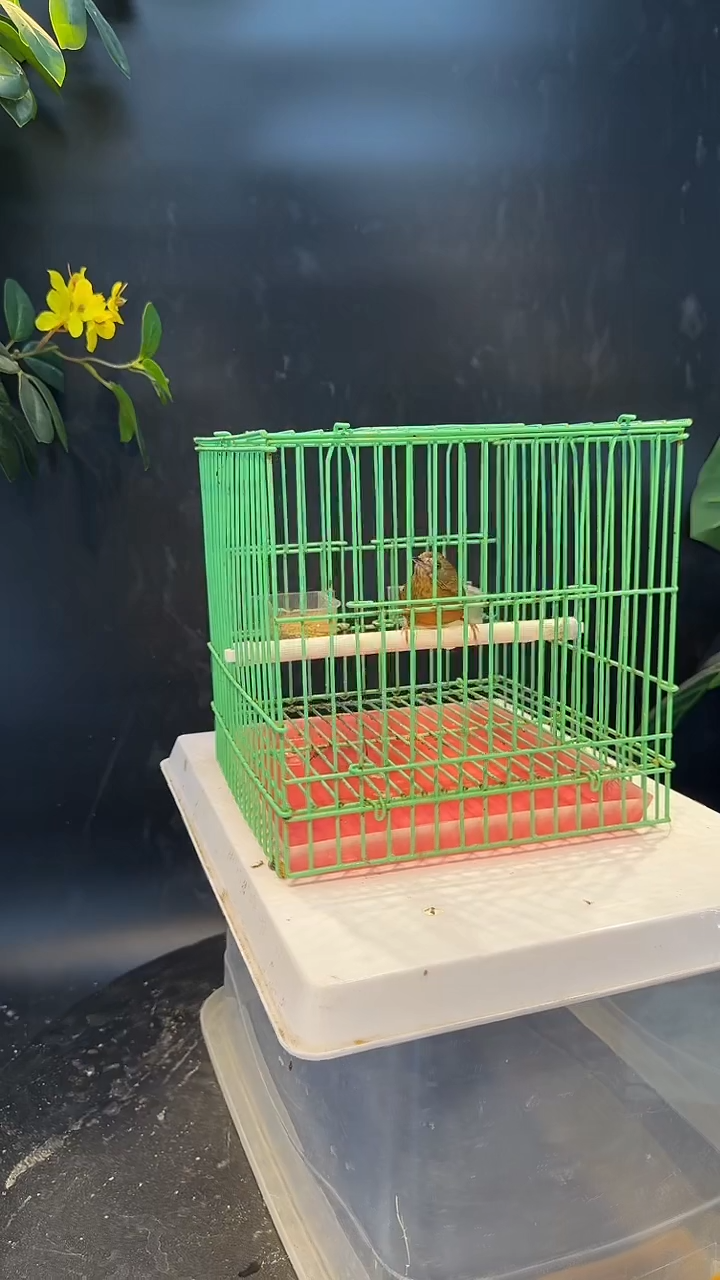 白腹养笼0元起拍