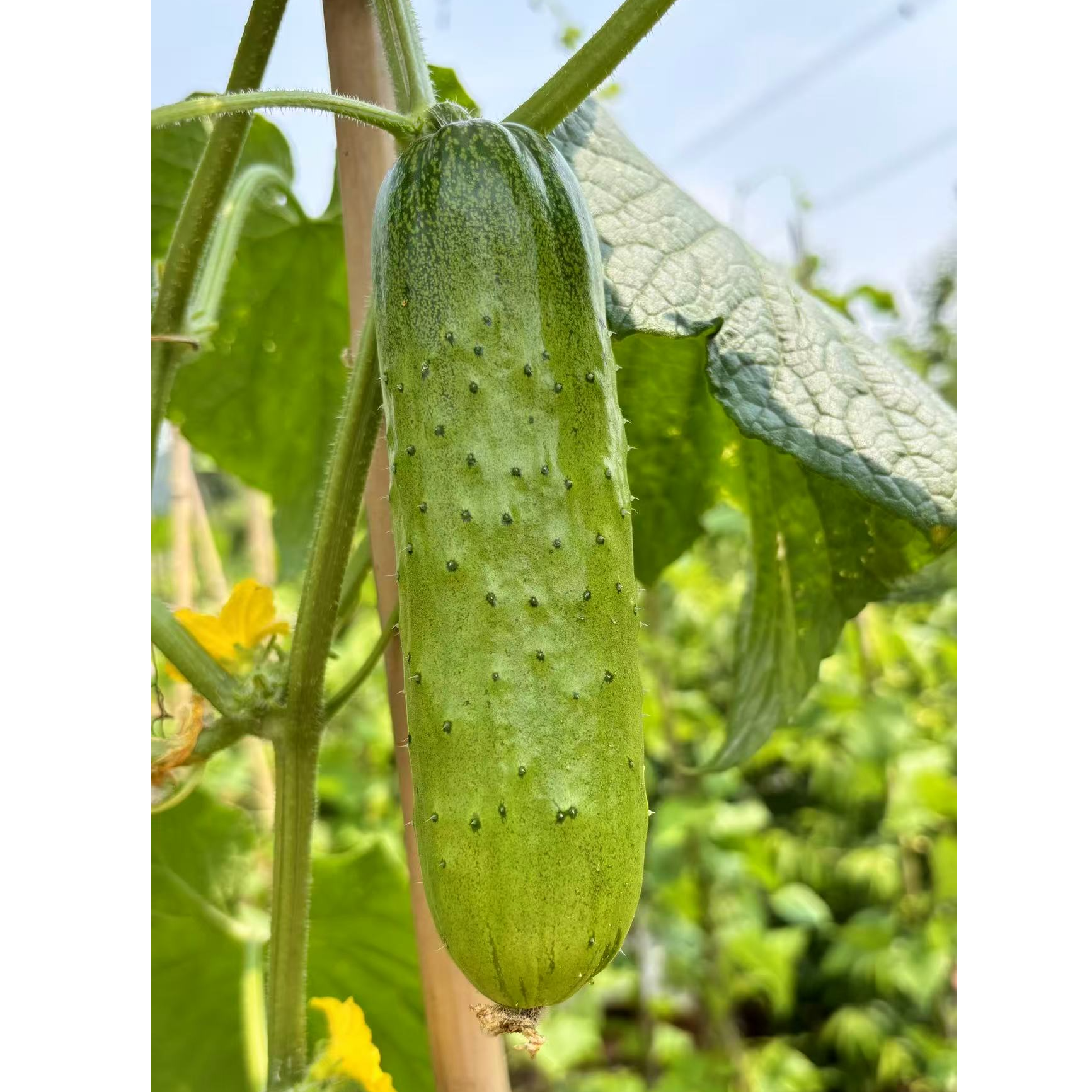 鲜黄瓜现采现发【老品种】