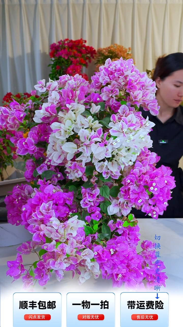 大部分开放少量花苞漳红樱