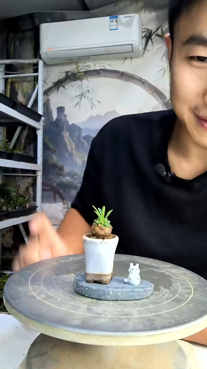 沧***歌中青园艺一物一拍97