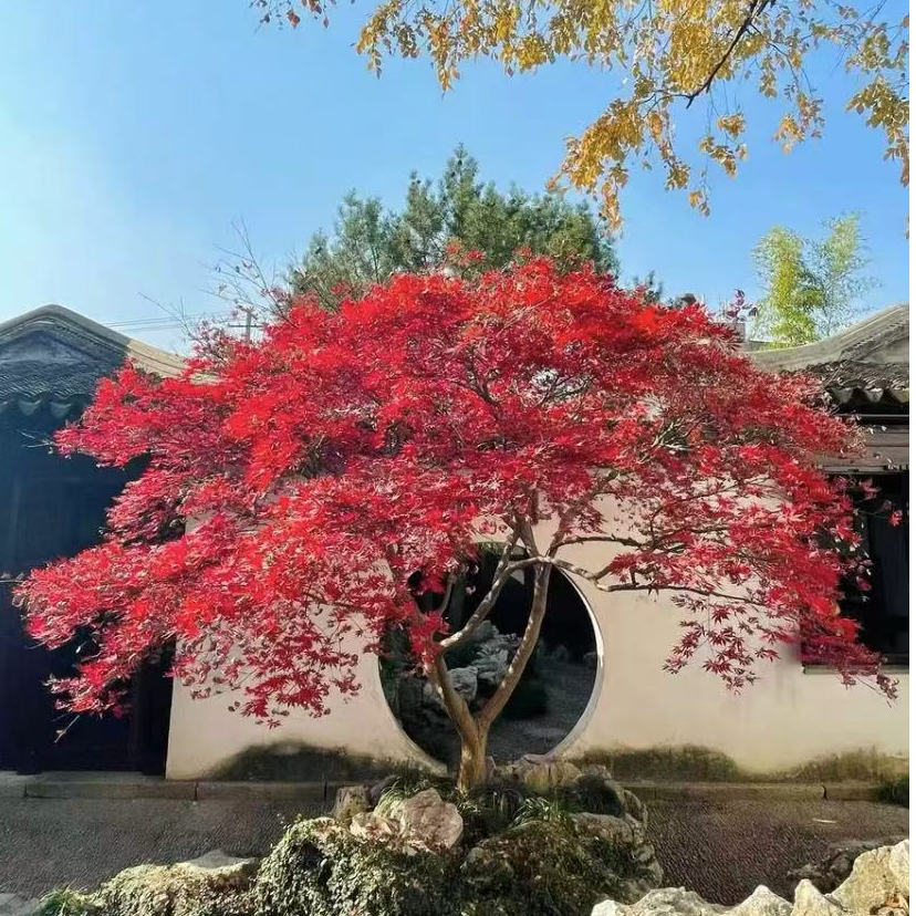 《三季红》枫树苗庭院别墅花园风景树鸡爪槭耐寒地栽