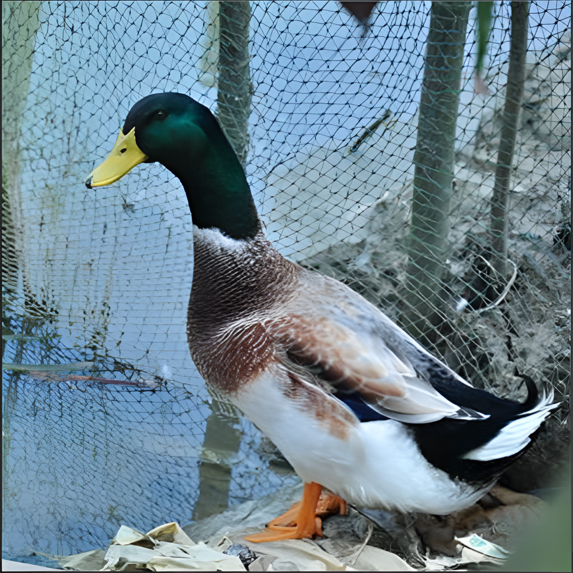 青头鸭鸭苗整鸭肉质鲜美30只