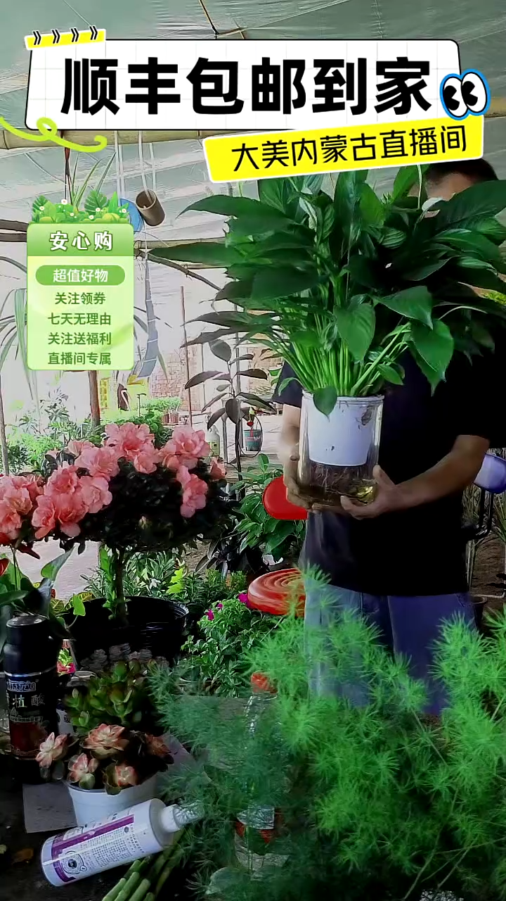 完全开放水培白掌