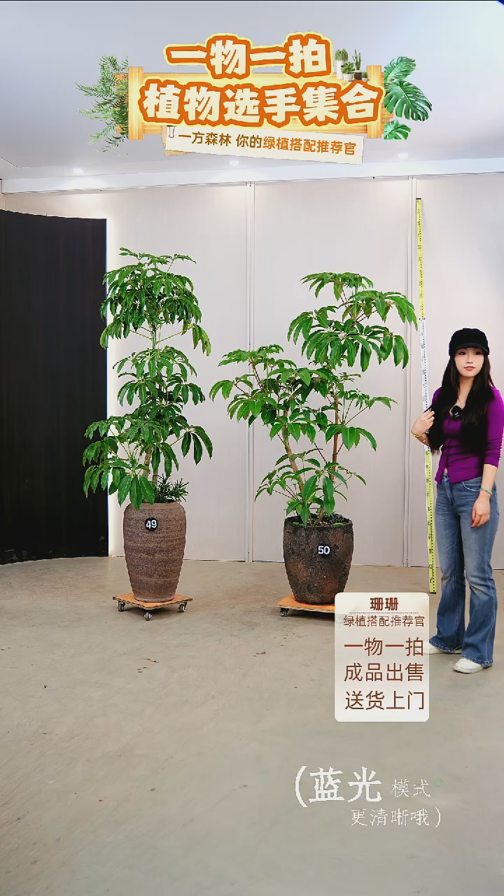 无花朵??日本进口保罗大叶伞种好栽好一整套送货上门