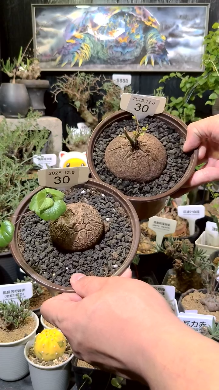 30号1206福利植物南非龟甲龙买一送一