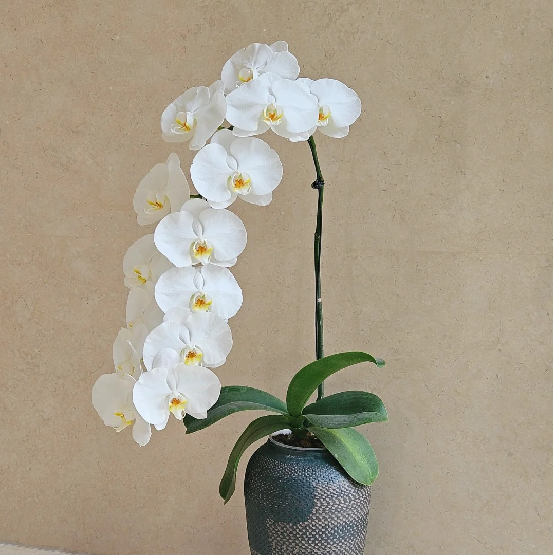 【小龙兰-大白V3】白色蝴蝶兰盆栽室内经典云南基地顺丰