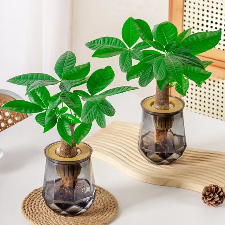 买一送一发财树水培植物室内耐旱绿植办公桌客厅好养