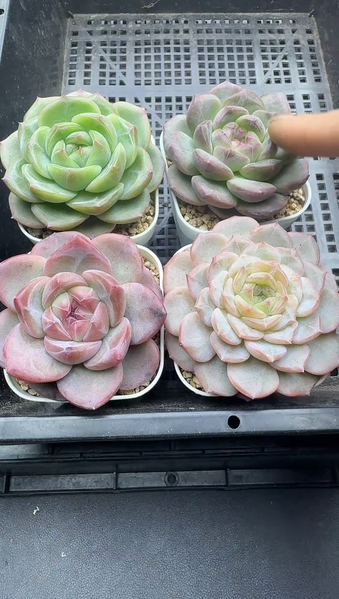 珍妮杂交多肉C227