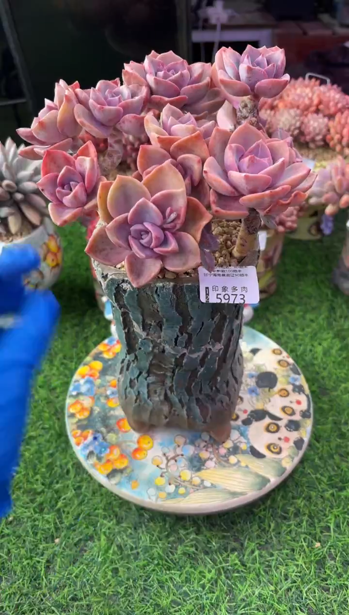 昆明印象多肉5973