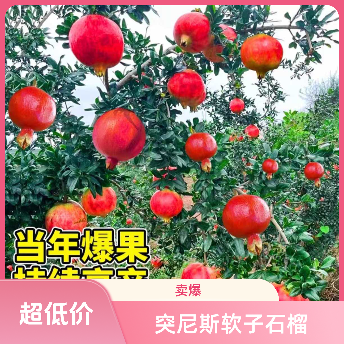 石榴树树苗突尼斯软籽石榴苗盆栽庭院果树特大带土无子甜石榴树苗