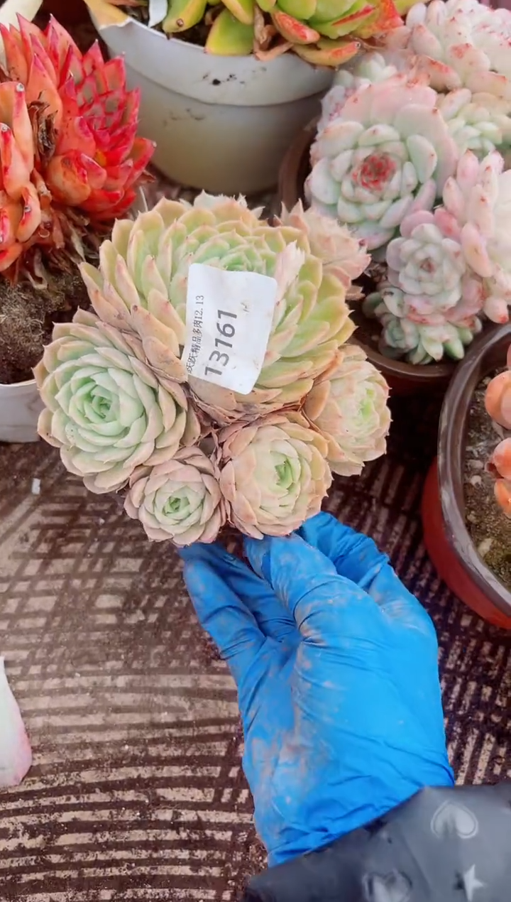 从*跃跃精品多肉13161