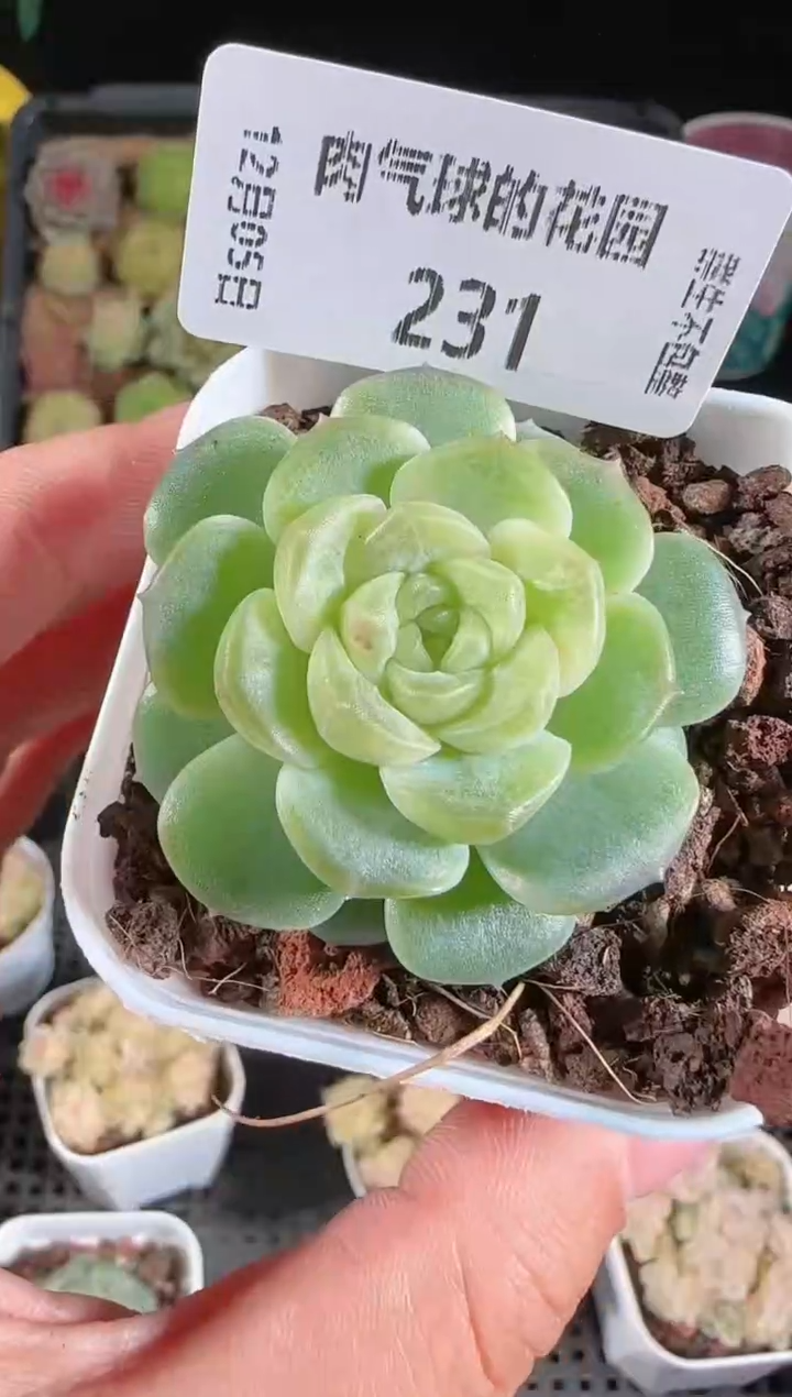 1205-231无尽灯多肉群生不包整