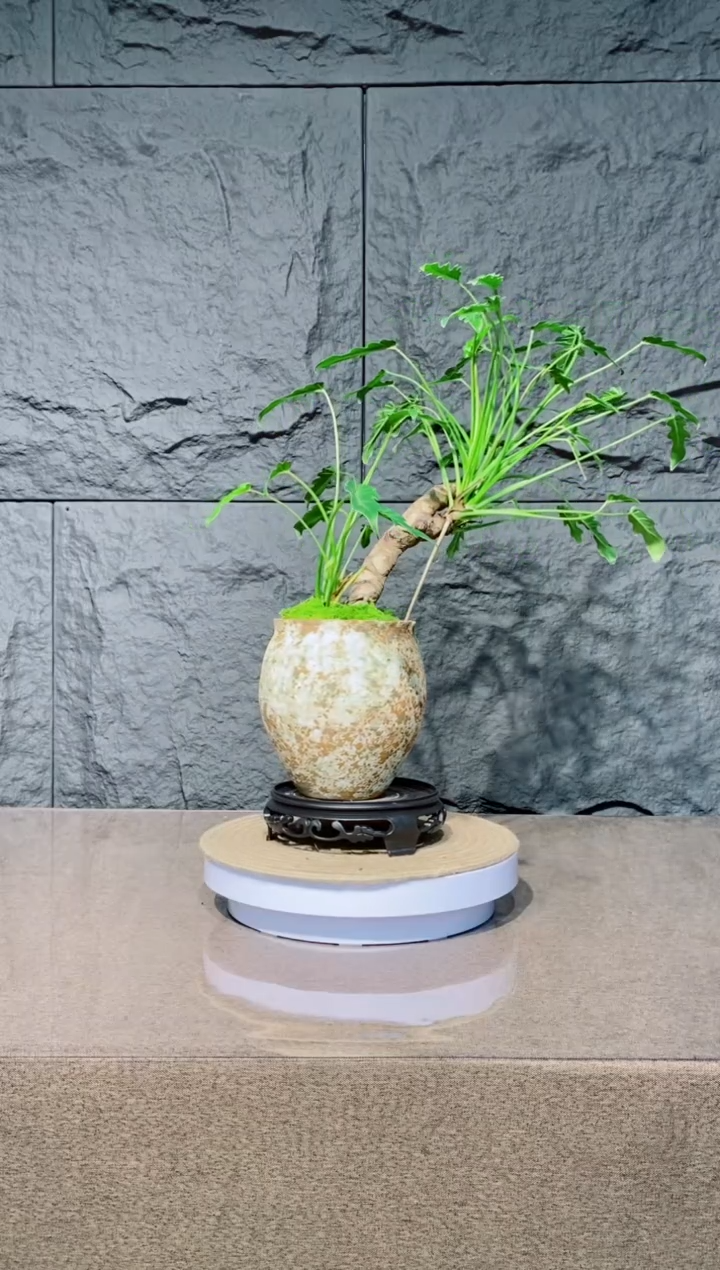 无花朵龙鳞小天使 168