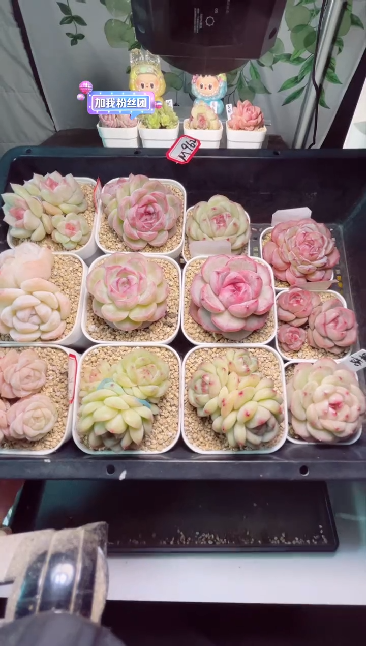 【闪购商品】M962打包一筐多肉