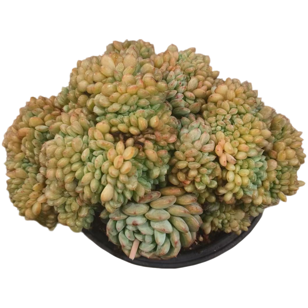 同美多肉园艺 白胖子缀 粉丝福利多肉植物 直播间实物为 