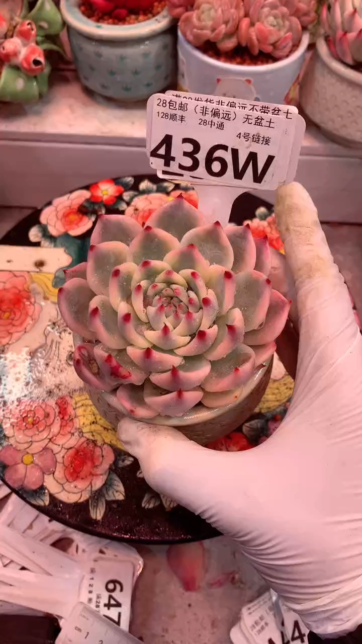 436W（一物一拍，精品多肉，w所见即所得 ）