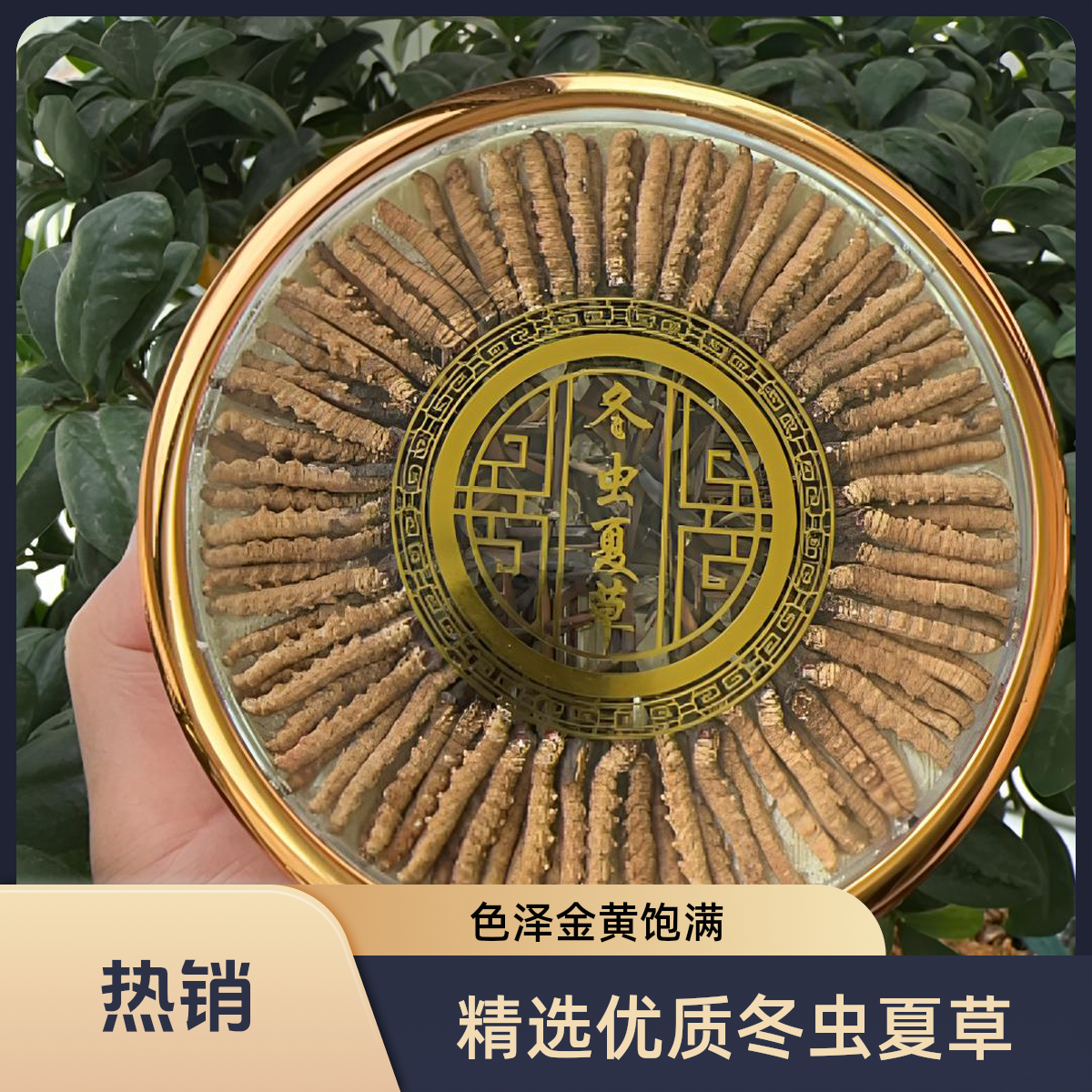 野生高海拔冬虫夏草精挑细选适合送礼滋补佳品