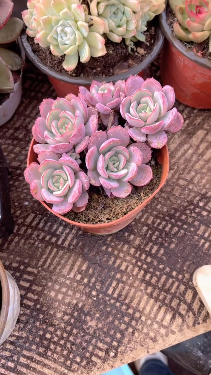 ^****^跃跃精品多肉03073