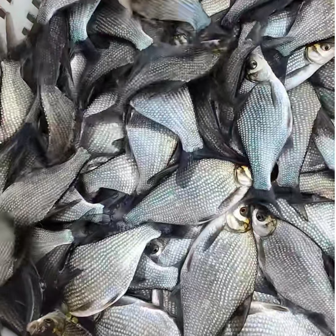 柳叶三角鲂苗团头鲂淡水活体鳊小鱼