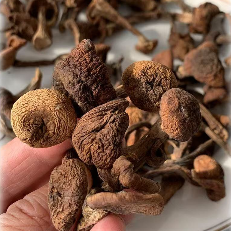 东北长白山榛蘑丁干货人工挑选小鸡炖蘑菇丁农家去根500g新货包邮
