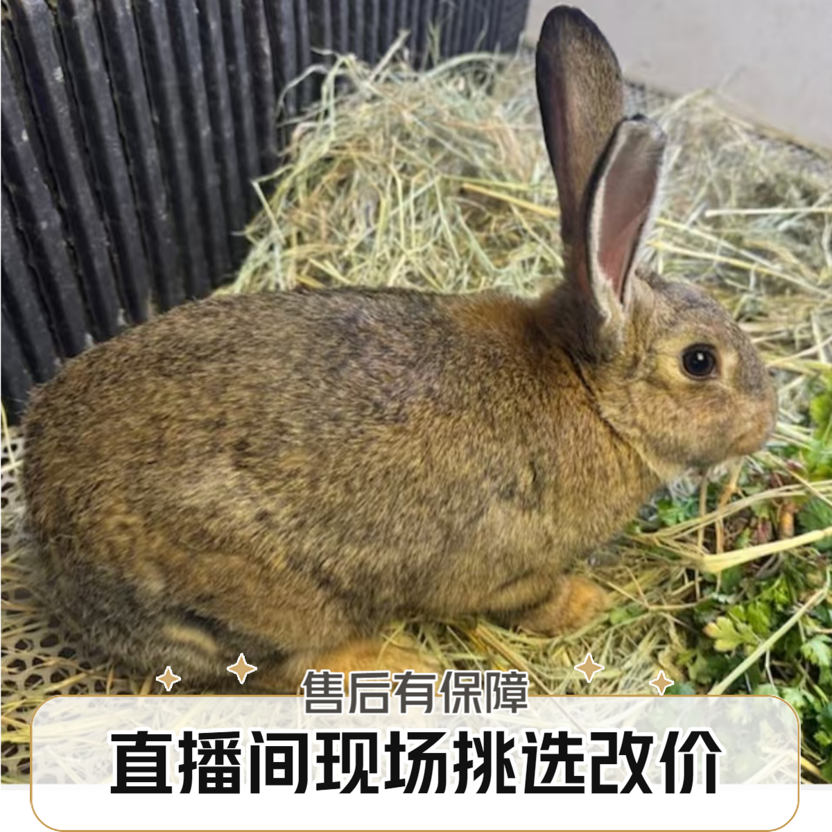 兔直播间现场称重现场改价一物一拍比利时肉兔