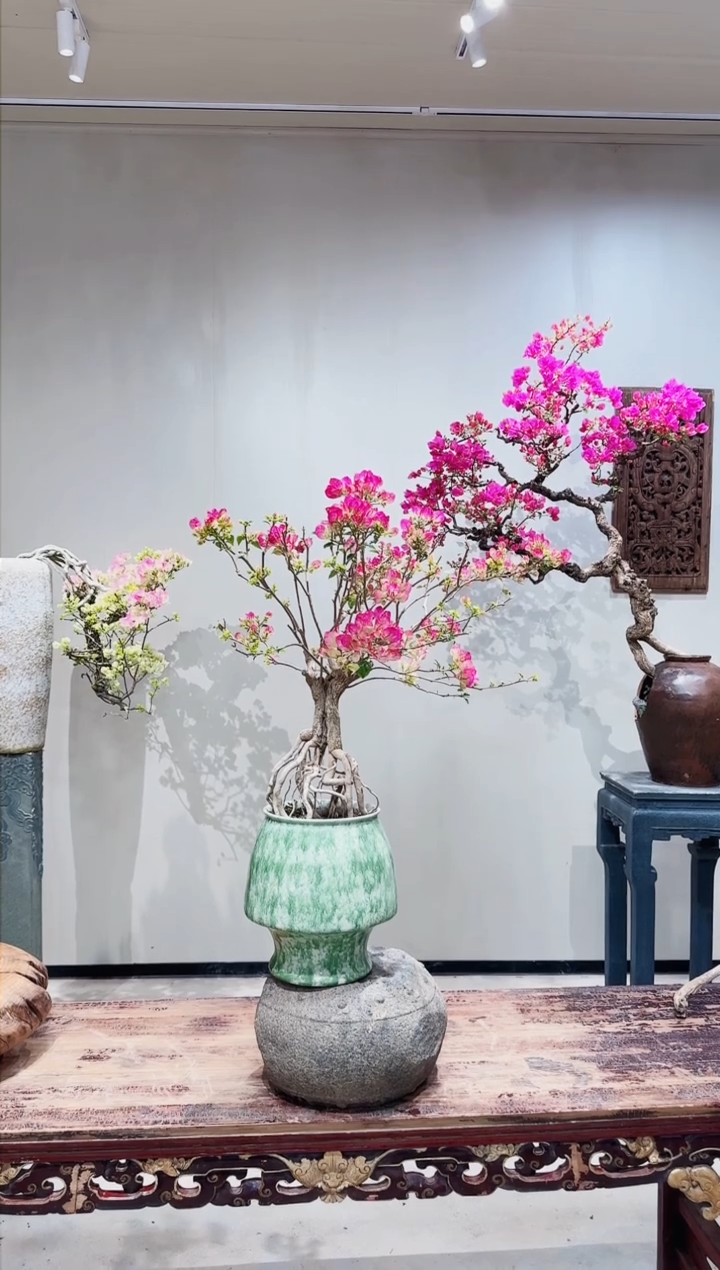 【闪购商品】盆景章红樱