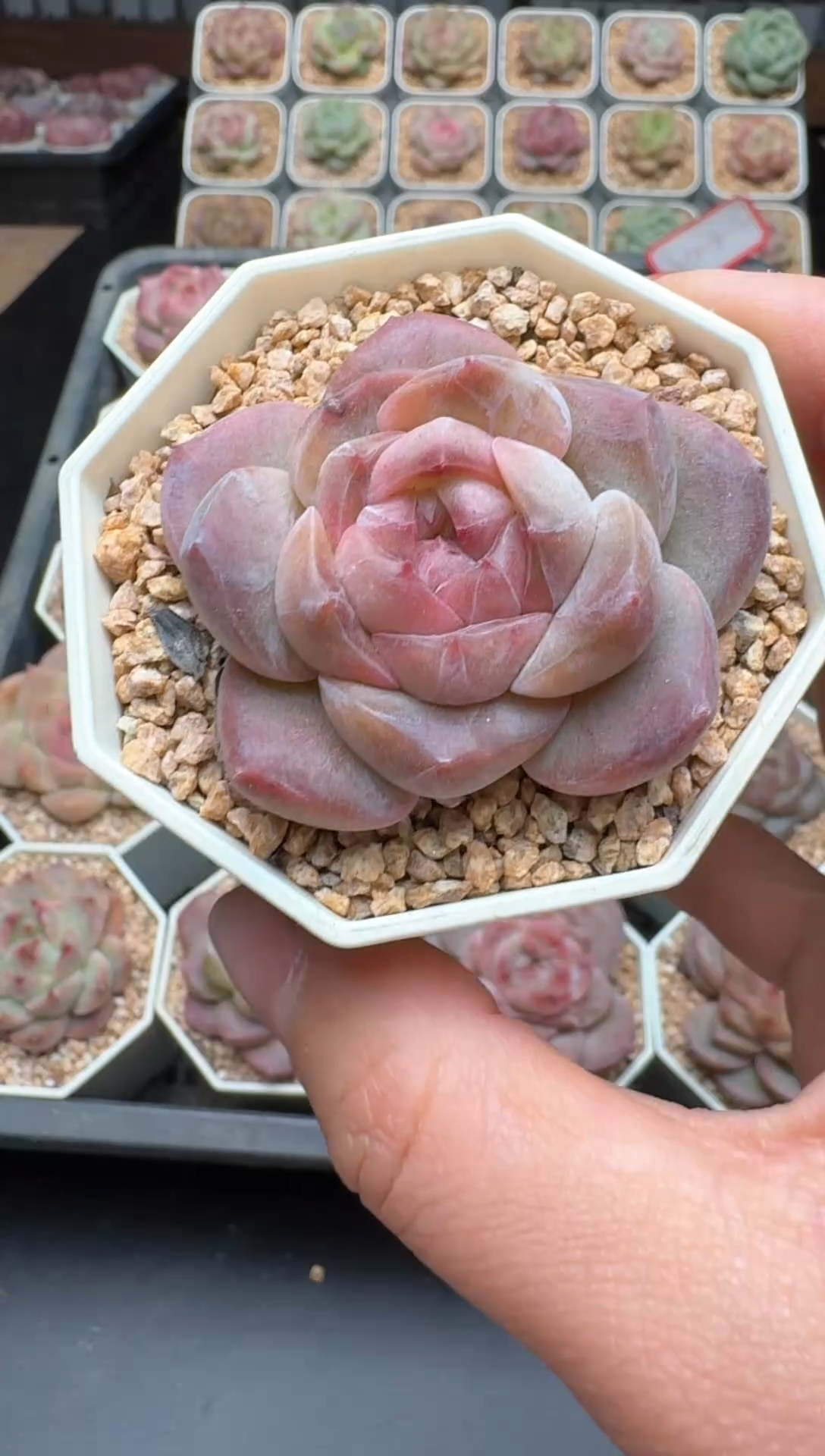 【闪购商品】443号 珍妮杂交多肉 花卉植物