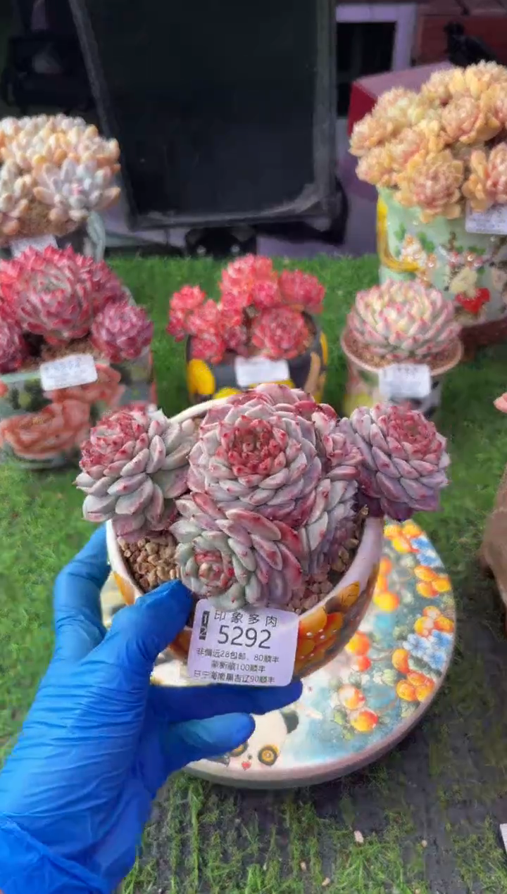 昆明印象多肉5292