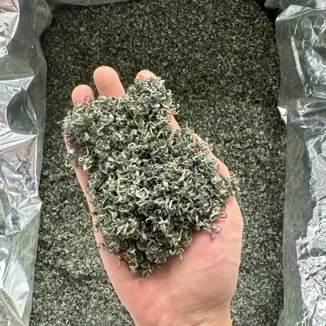 明前小叶种精选单芽