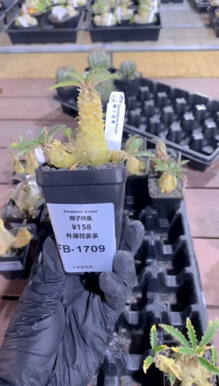 【闪购商品】椰子琉桑FB-1709