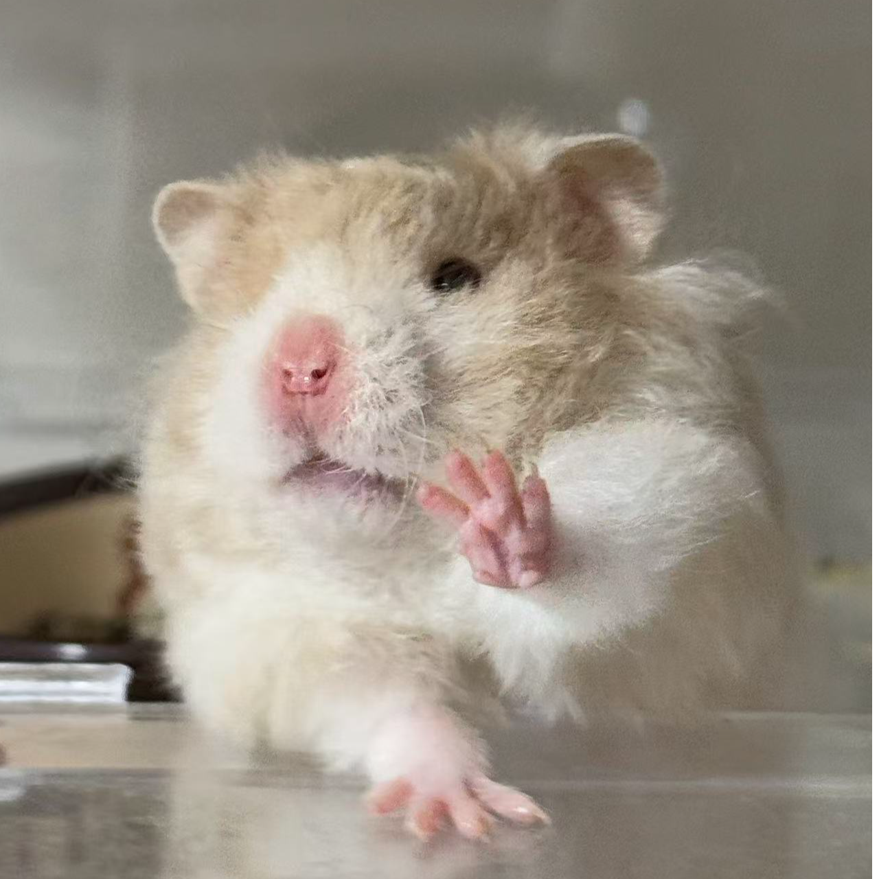 【喜欢和鼠鼠玩】精品家养长毛卷毛短毛金丝熊温顺可上手包邮