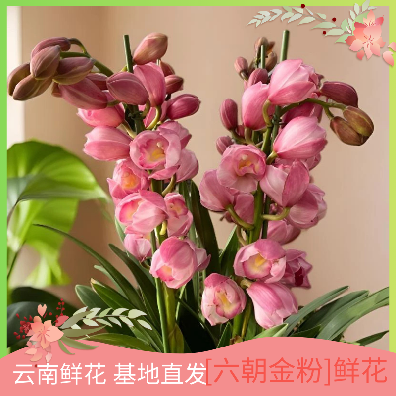 【六朝金粉】鲜花 云南基地直发美观大气清新卧室阳台客厅易养护