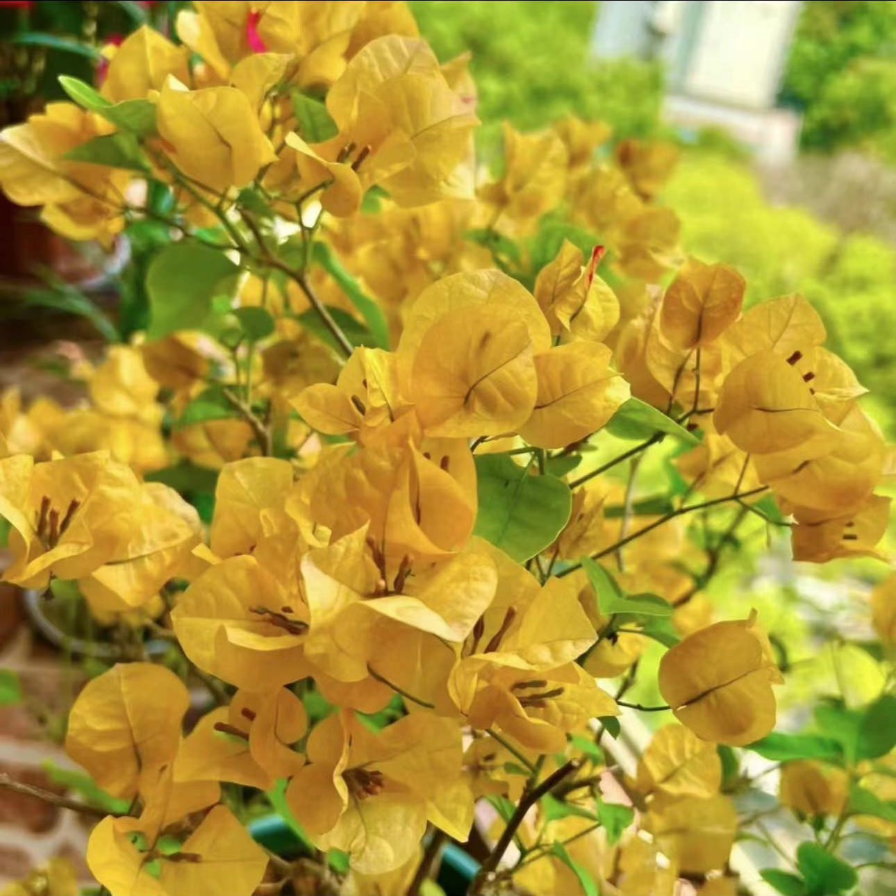 【加州黄金】重瓣三角梅盆栽树苗爬藤耐寒阳台三角梅花苗四季开花