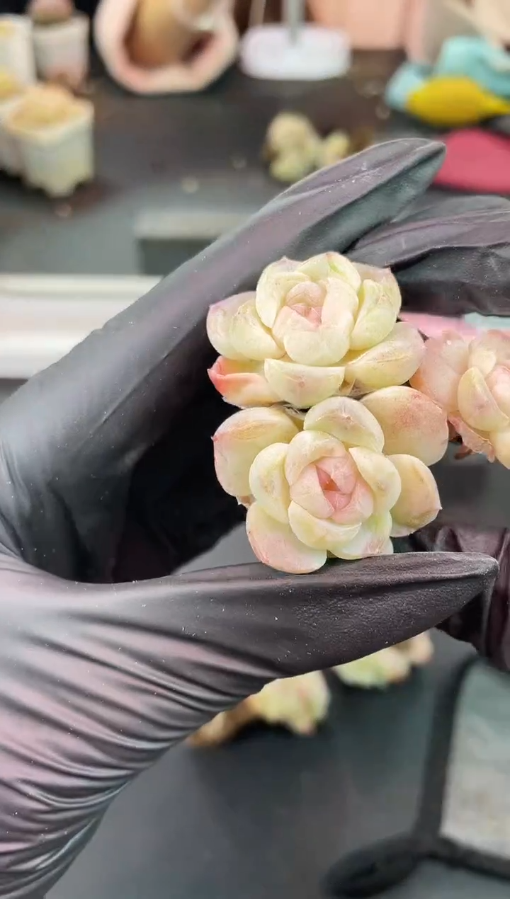 闪购1370  小乔群多肉一颗   