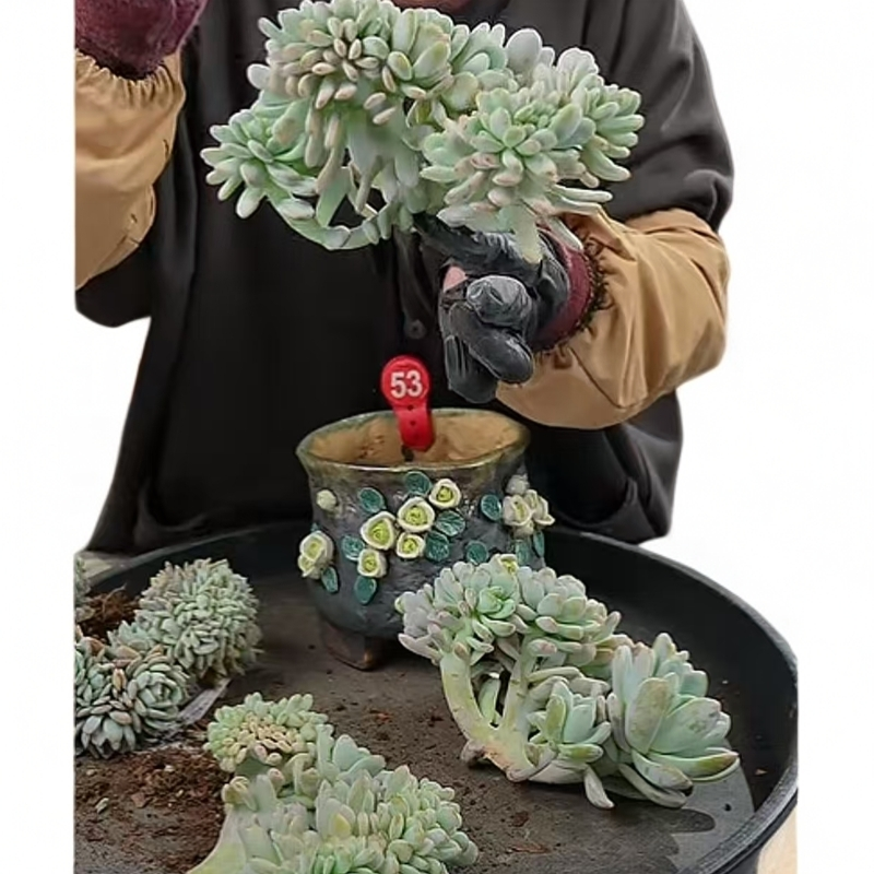 植迷园艺多肉植物12月31日星星雪朵朵缀