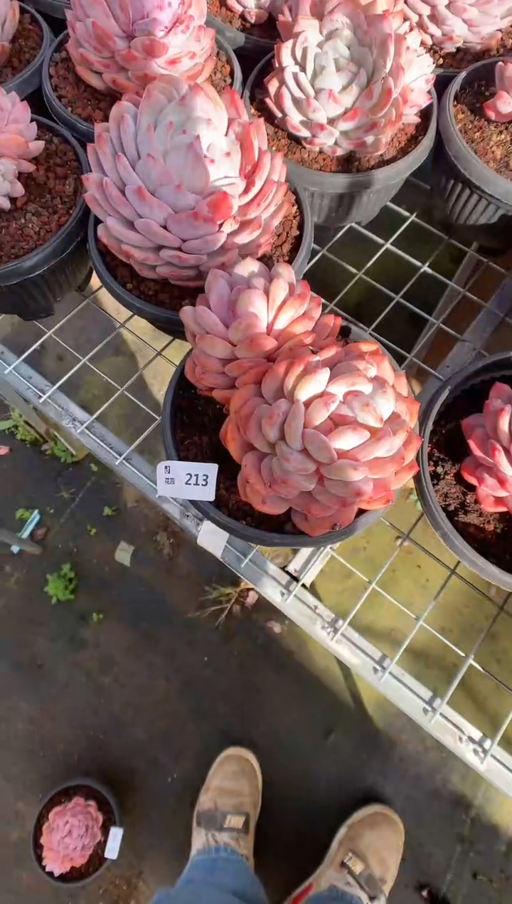 213蒙克多肉植物一物一拍