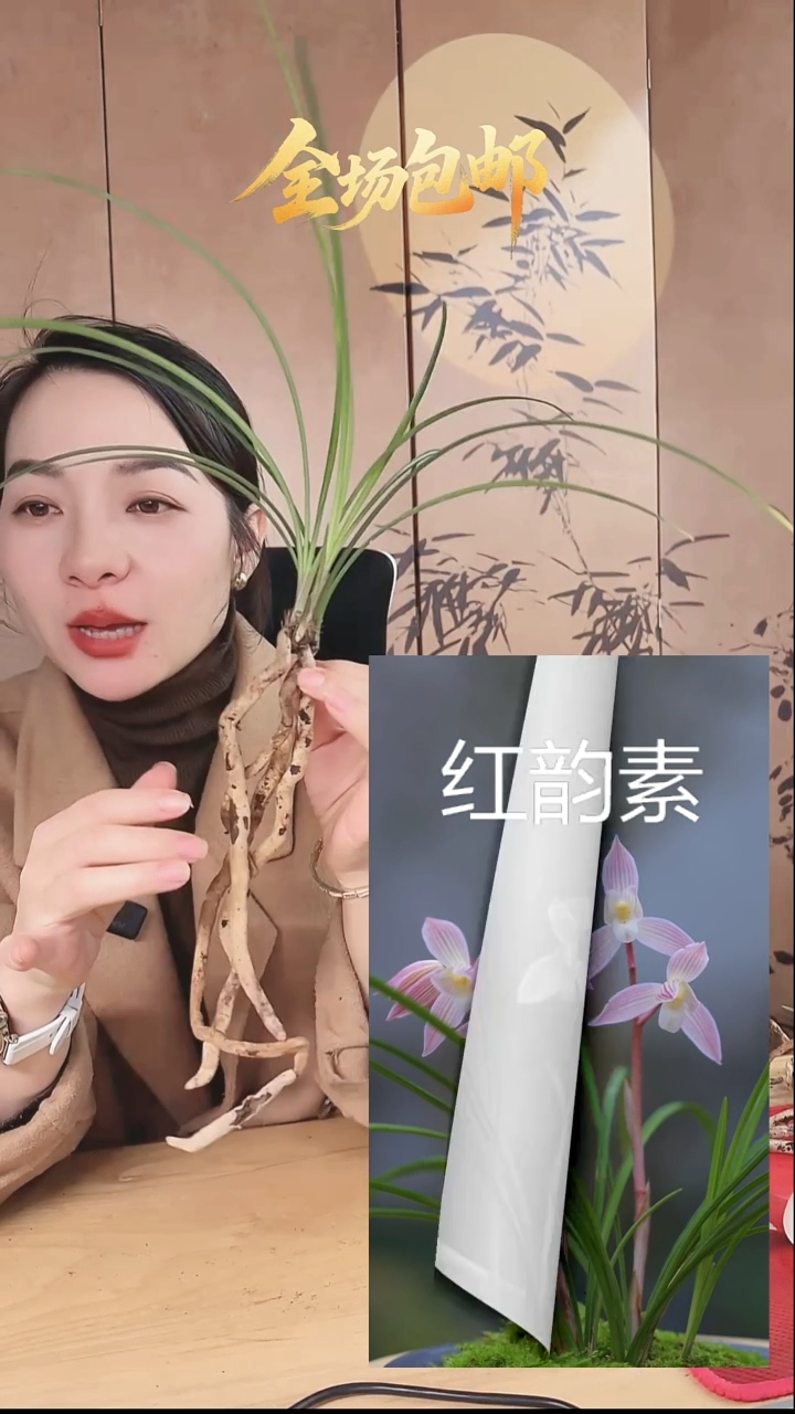 当前无花栽培后可以开花:红韵素