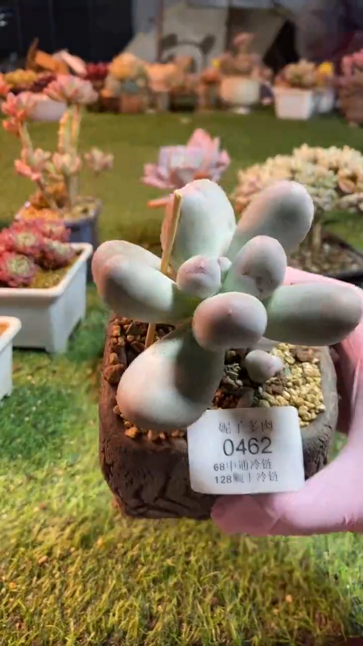 0462《满28包邮发货》