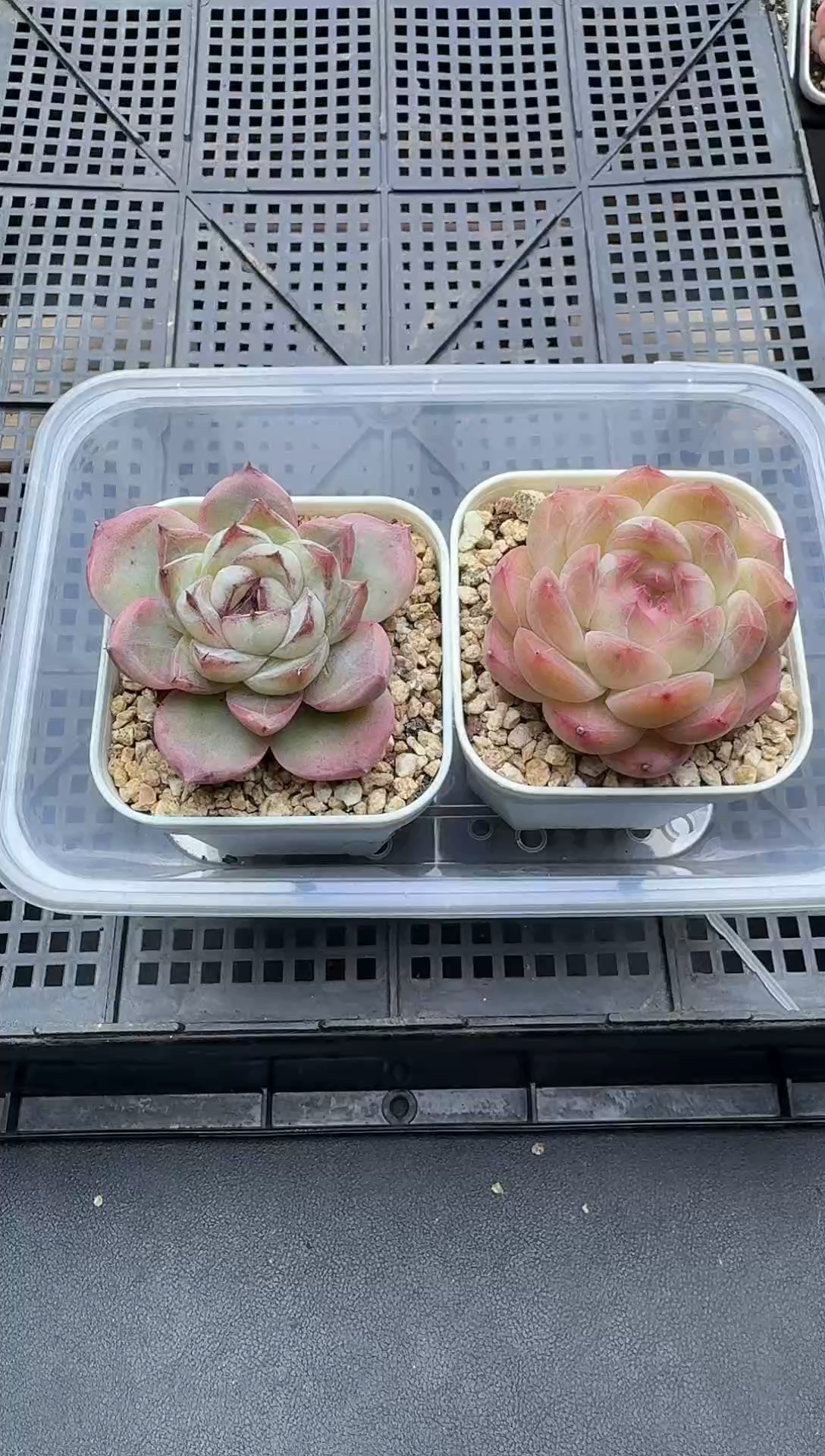 珍妮杂交多肉C395