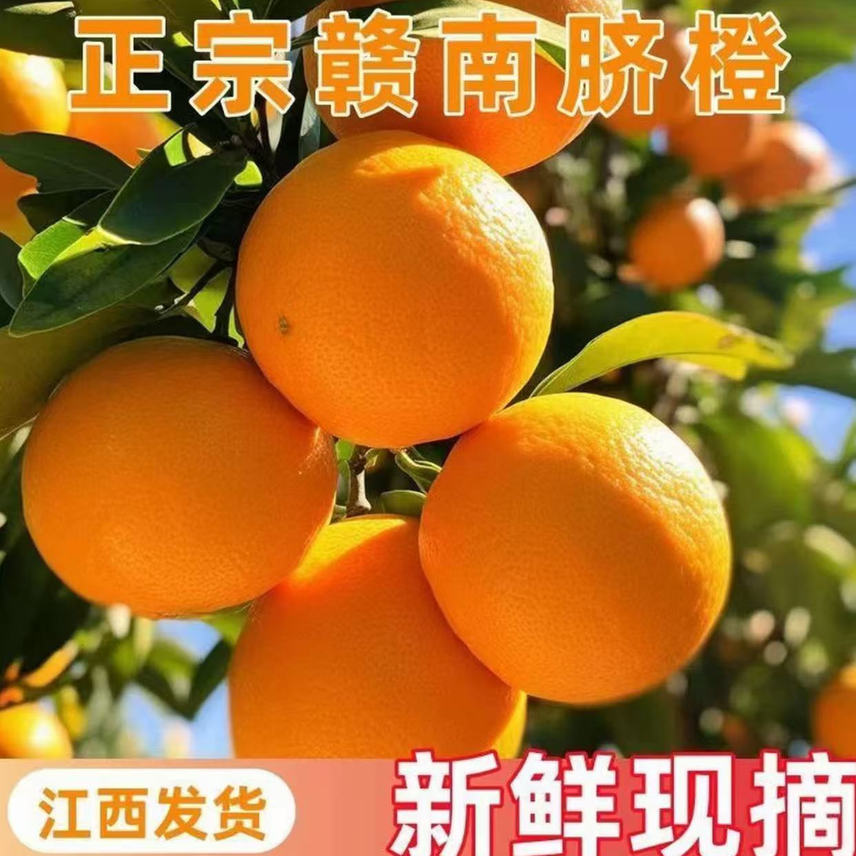 【正宗江西赣南脐橙 】新鲜采摘皮薄肉多汁自然生长g