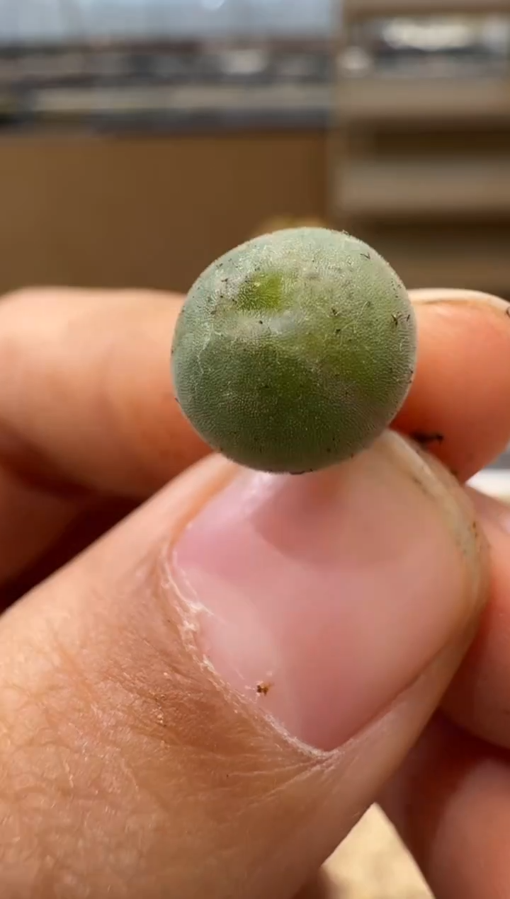 和****红多肉植物肉锥5-79